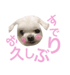 ミルクちゃんの日常とメッセージ（いぬ）（個別スタンプ：4）