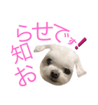 ミルクちゃんの日常とメッセージ（いぬ）（個別スタンプ：5）