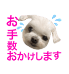 ミルクちゃんの日常とメッセージ（いぬ）（個別スタンプ：7）