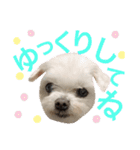 ミルクちゃんの日常とメッセージ（いぬ）（個別スタンプ：8）