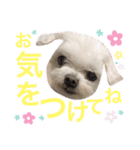 ミルクちゃんの日常とメッセージ（いぬ）（個別スタンプ：9）