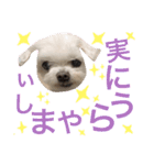 ミルクちゃんの日常とメッセージ（いぬ）（個別スタンプ：10）