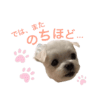ミルクちゃんの日常とメッセージ（いぬ）（個別スタンプ：11）