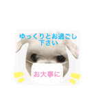 ミルクちゃんの日常とメッセージ（いぬ）（個別スタンプ：12）