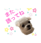 ミルクちゃんの日常とメッセージ（いぬ）（個別スタンプ：15）