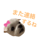 ミルクちゃんの日常とメッセージ（いぬ）（個別スタンプ：16）