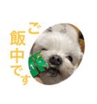 ミルクちゃんの日常とメッセージ（いぬ）（個別スタンプ：19）