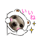 ミルクちゃんの日常とメッセージ（いぬ）（個別スタンプ：31）