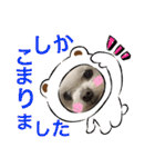 ミルクちゃんの日常とメッセージ（いぬ）（個別スタンプ：35）