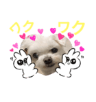 ミルクちゃんの日常とメッセージ（いぬ）（個別スタンプ：37）