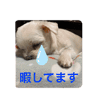 ミルクちゃんの日常とメッセージ（いぬ）（個別スタンプ：38）