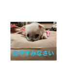 ミルクちゃんの日常とメッセージ（いぬ）（個別スタンプ：39）