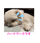 ミルクちゃんの日常とメッセージ（いぬ）（個別スタンプ：40）