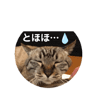 ほのぼのひよちゃん3（個別スタンプ：3）