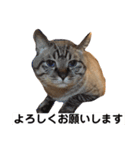 ほのぼのひよちゃん3（個別スタンプ：5）