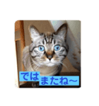 ほのぼのひよちゃん3（個別スタンプ：6）