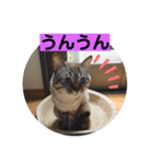 ほのぼのひよちゃん3（個別スタンプ：7）