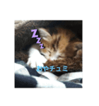 愛猫ラムスタンプ3（個別スタンプ：1）