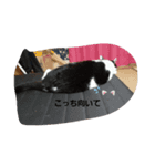 愛猫ラムスタンプ3（個別スタンプ：2）