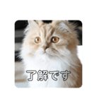 猫のスフちゃん(ミヌエット)（個別スタンプ：1）