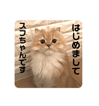 猫のスフちゃん(ミヌエット)（個別スタンプ：2）