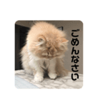 猫のスフちゃん(ミヌエット)（個別スタンプ：4）