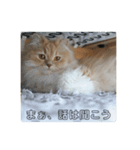 猫のスフちゃん(ミヌエット)（個別スタンプ：5）