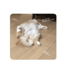 猫のスフちゃん(ミヌエット)（個別スタンプ：6）