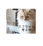猫のスフちゃん(ミヌエット)（個別スタンプ：7）