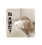 猫のスフちゃん(ミヌエット)（個別スタンプ：8）