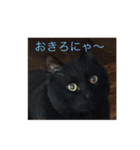 クロネコジジチャン（個別スタンプ：1）