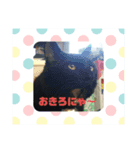 クロネコジジチャン（個別スタンプ：3）