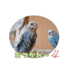 まきどんの可愛いインコ2（個別スタンプ：1）