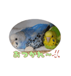 まきどんの可愛いインコ2（個別スタンプ：2）