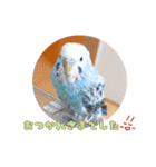 まきどんの可愛いインコ2（個別スタンプ：4）