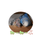 まきどんの可愛いインコ2（個別スタンプ：6）