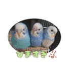 まきどんの可愛いインコ2（個別スタンプ：7）
