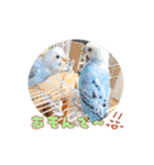 まきどんの可愛いインコ2（個別スタンプ：8）