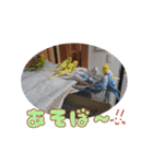 まきどんの可愛いインコ2（個別スタンプ：9）