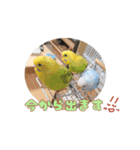 まきどんの可愛いインコ2（個別スタンプ：10）