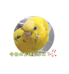 まきどんの可愛いインコ2（個別スタンプ：13）