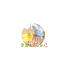 まきどんの可愛いインコ2（個別スタンプ：14）