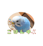 まきどんの可愛いインコ2（個別スタンプ：15）