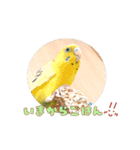 まきどんの可愛いインコ2（個別スタンプ：16）