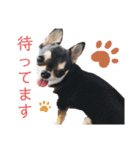 スムースチワワ ココ（個別スタンプ：11）