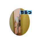 ちゃぶはフレンチブルドッグ2（個別スタンプ：1）