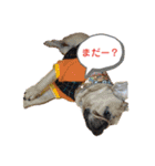 ちゃぶはフレンチブルドッグ2（個別スタンプ：3）