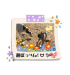 ちゃぶはフレンチブルドッグ2（個別スタンプ：9）