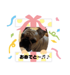 ちゃぶはフレンチブルドッグ2（個別スタンプ：16）