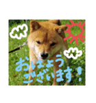 カイのスタンプ2（個別スタンプ：2）
